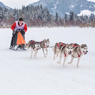 Sled dog race in St. Ulrich am Pillersee